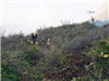 2016 - 2500 Road Fire - Depoe Bay - Firefighters Working