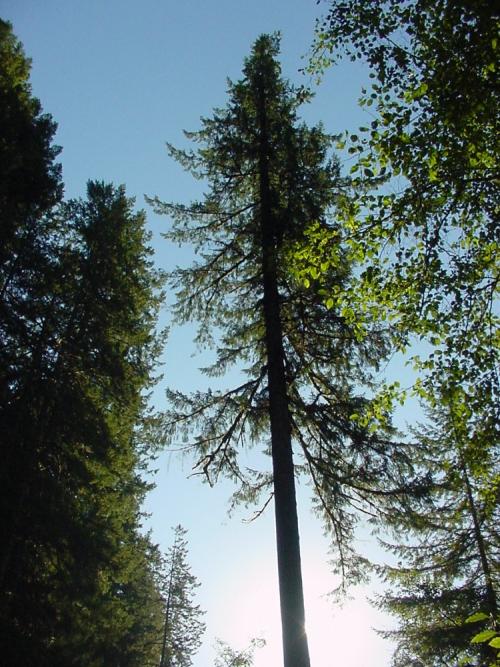 08 To Canal Creek To Tree