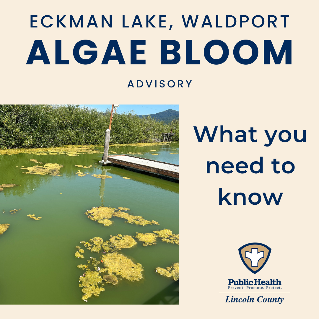 Eckman Lake, Waldport Algae Bloom Advisory. What you need to know. Image of lake with green bloom. 